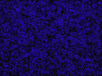 Another PalandorZone Wallpaper  (convert to BMP) in jpg or gif format