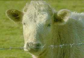 clique para voltar para o menu