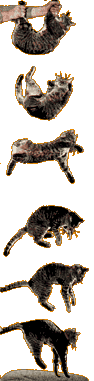 cat falling