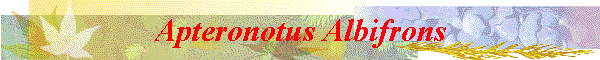 Apteronotus Albifrons