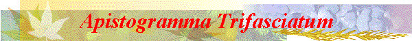 Apistogramma Trifasciatum
