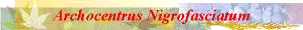 Archocentrus Nigrofasciatum