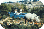 rhino.gif (9713 bytes)