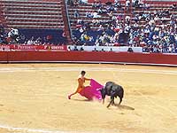 Bull Fight