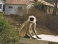 Langur