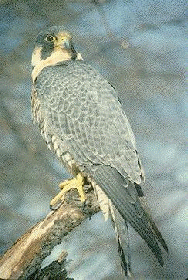 Home Of The Falcons!