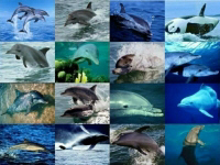 DoLpHiN.....IhHh LuCu bAnGeT LoOo .....LiCiN DaN DiNgIN LoOo.....