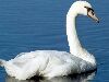 Cygne 1  800x600