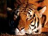 Tigre 1  800x600