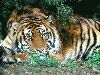 Tigre 4  800x600