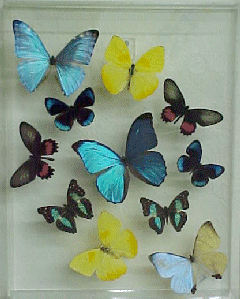 Mariposas Latinas