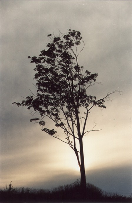 My tree. ��� ������.