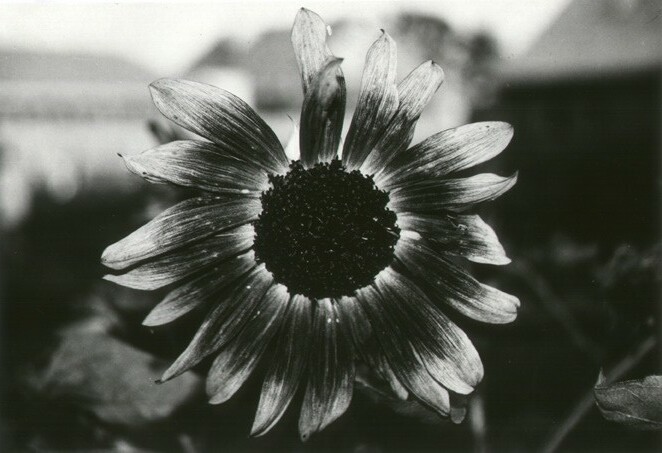 Black camomile. ������ �������.
