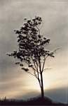 My tree. ��� ������.