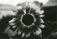 Black camomile. ������ �������.