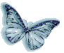 Butterflyright