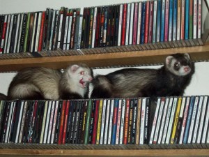 The Chase
by curiousbrooke
@webshots.com