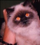 Audrey the Devil Cat!