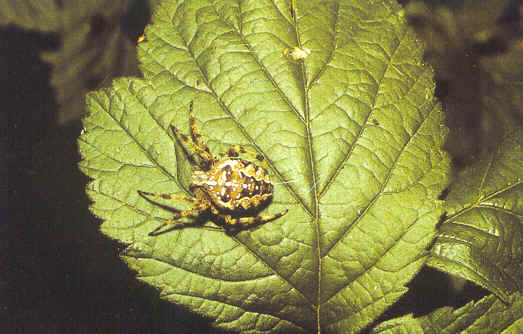 Araneus diadematus