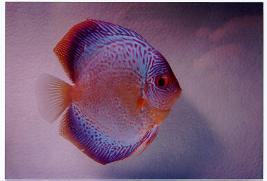 Discus Fishes