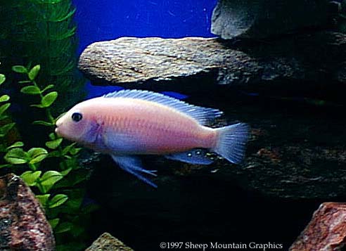 Cichlid Fishes