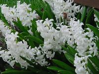 cdjoslin008.jpg 10.4K