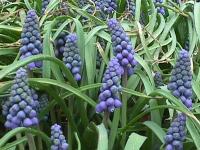 marion-st002.jpg 11.4K