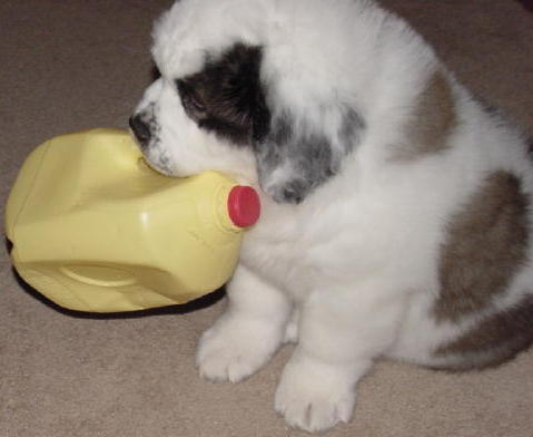 trina_tobyjug2.jpg - 25608 Bytes