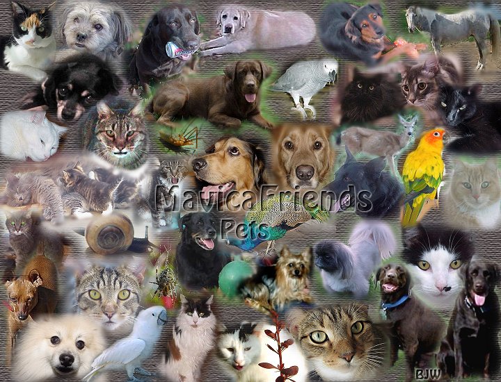 collage_pets.jpg - 132734 Bytes