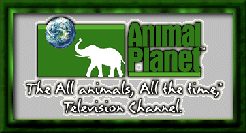 Animal Planet