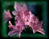 Rhododendron Pink