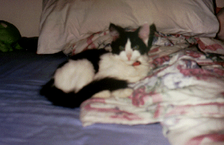 g10.gif (86527 bytes)