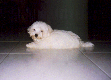 g9.gif (61295 bytes)