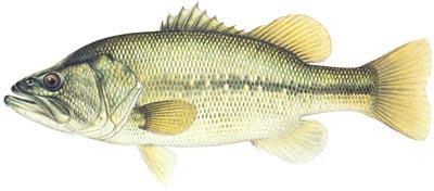 LARGEMOUTH BASS