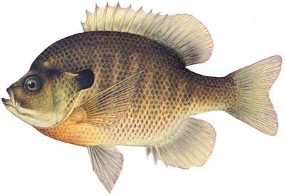 BLUEGILL