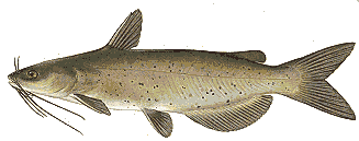 CHANNEL CATFISH