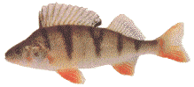 PERCH