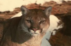 Cougar