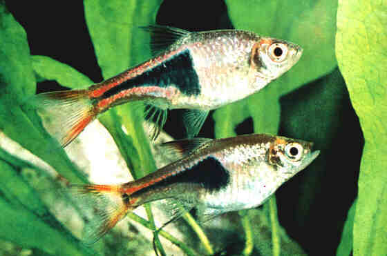 rasbora