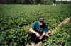 Tony picking strawberries