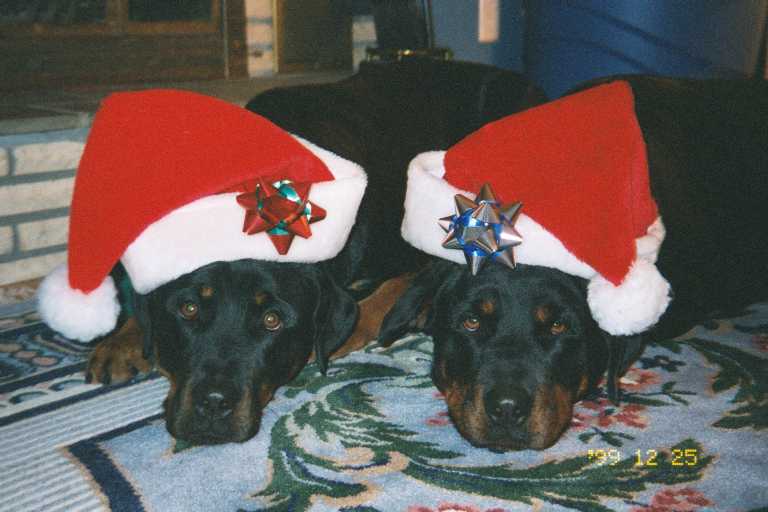 Santa Rotties (38k)