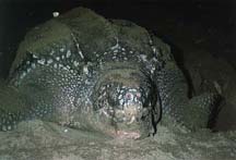 area612.jpg (7117 bytes)