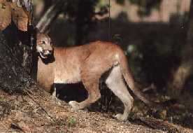 braulio-felino.jpg (8505 bytes)