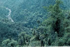 braulio.jpg (15642 bytes)