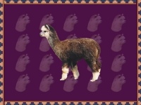 Alpaca