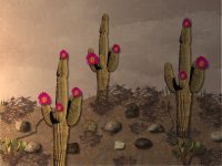 Cactus
