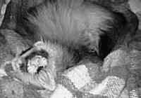 ro3.jpg (9375 bytes)