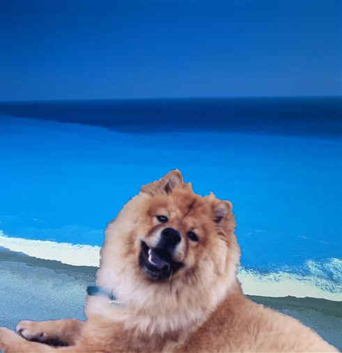 My dog Oshee merged with a picture of the beach