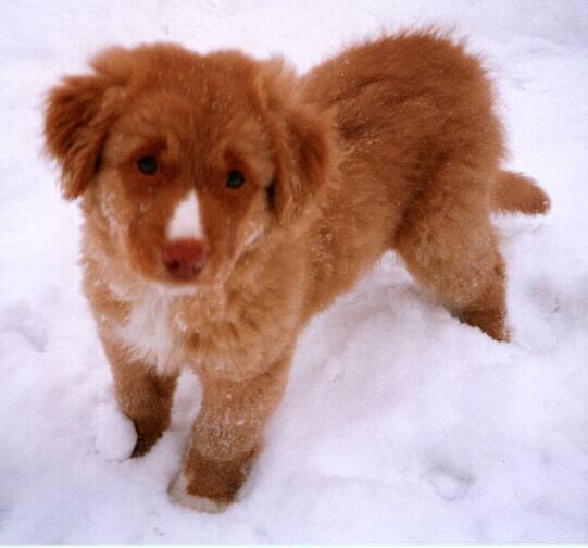 Nova Scotia Duck Tolling Retriever (8 months old)