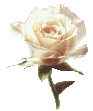 Picture
        of rose